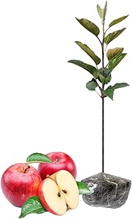 14 Slope Backyard Landscaping Ideas for Usable Outdoor Space 68 Gala Apple Trees Live Plants, 2 Feet Tall, Red Apple Tree Plant for Plan...