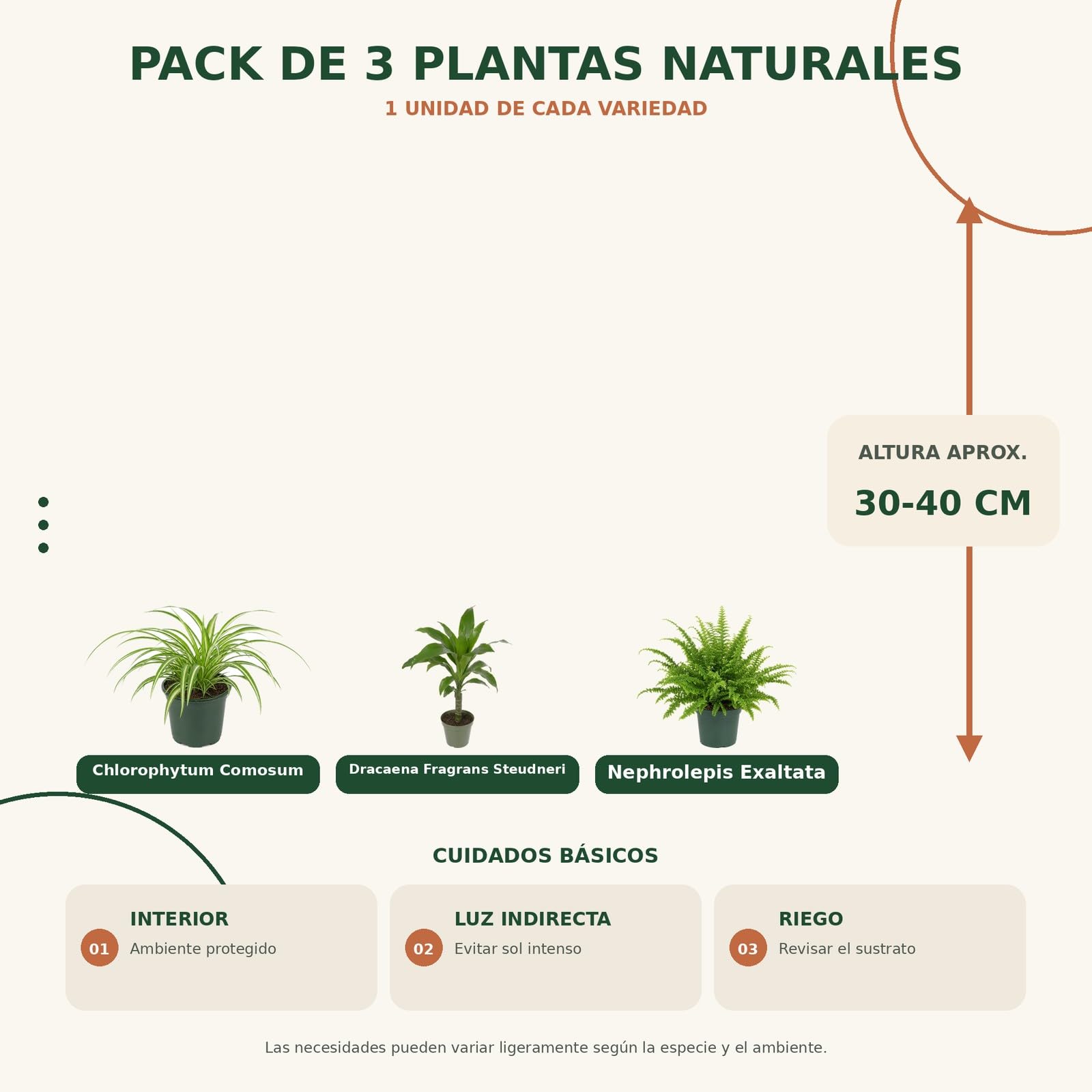 Pack 3 Plantas DECOALIVE: Cinta, Tronco de Brasil y Helecho de Boston