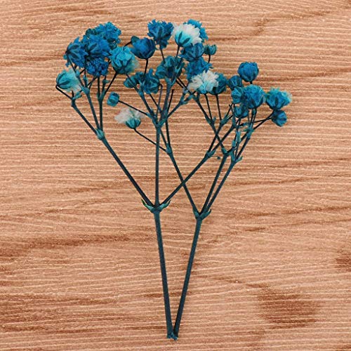 Flores y hojas secas prensadas naturales para manualidades miniatura 5