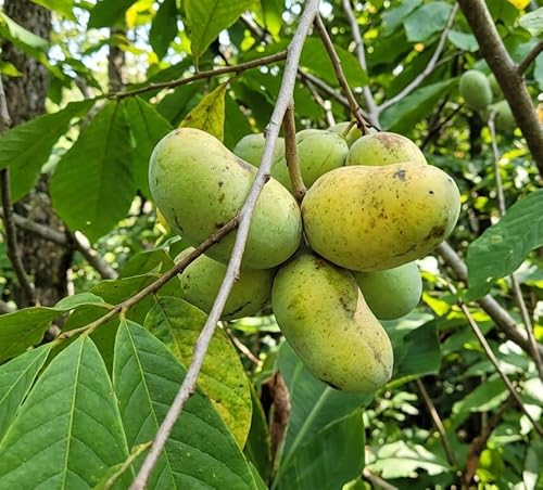 American Pawpaw Tree, Asimina Triloba, 12-24" Bare Root with Seeds, Native Indiana Banana, Cross-Pollination Recommended (5 Seeds)