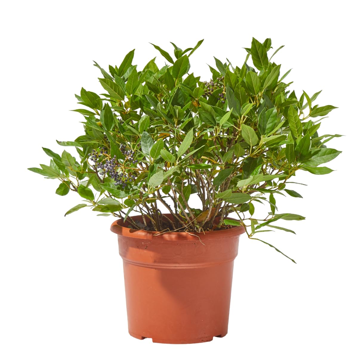 Verdecora Durillo en maceta 10L | Viburnum tinus | Planta de Interior y Exterior | Arbusto Natural | Follaje Persistente y Flores Fragantes | Ideal para Decoración y Setos