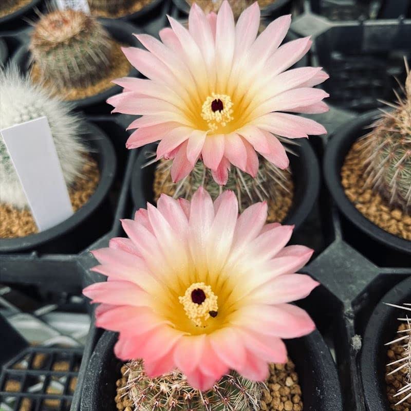 Amazon｜サボテン ノトカクタス 紅冠丸｜観葉植物 オンライン通販