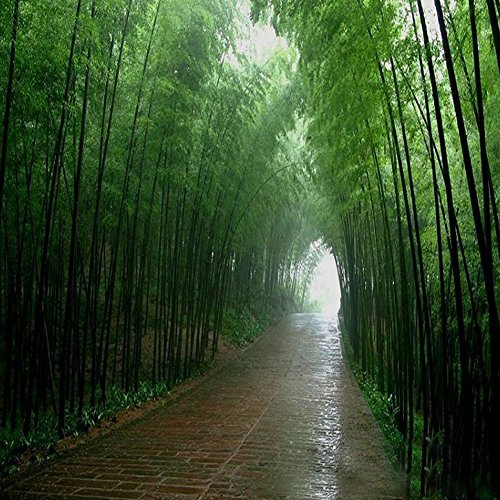 100Pcs Purple Green Moso-Bamboo Seeds, for Garden Backyard Shrub Planting Decor