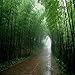100Pcs Purple Green Moso-Bamboo Seeds, for Garden Backyard Shrub Planting Decor