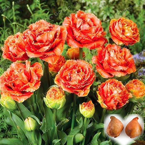 Seeds tulip Seeds,Tulip Flower,Tulipanes Flower Seeds For Garden Seeds