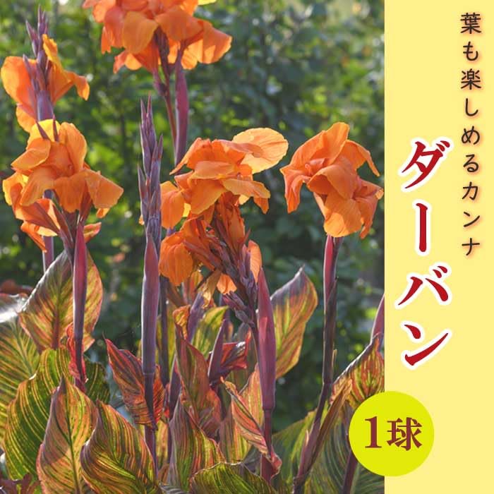 Amazon.co.jp: カンナ 球根 葉も楽しめるカンナ 【 ダーバン