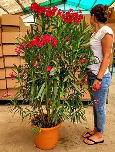 Se sei interessato ad altre nostre offerte digita: www.amazon.it/powerstoflowers