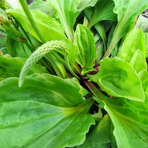 Miniatura 2 de 500 semillas de plátano de hoja ancha Plantago Major Semillas de plantas médicas orgánicas sin OMG para jardín privado de rápido crecimiento bajo