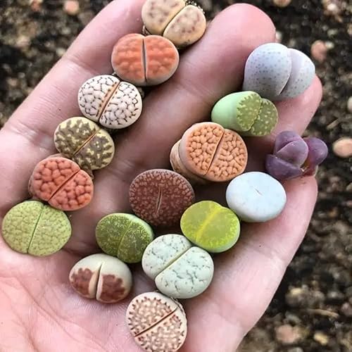 Miniatura 5 de Lithops aucampiae - 10 piezas de colores mixtos plantas vivas de lithops con raíces coloridas plantas suculentas pequeñas y exóticas para oficina