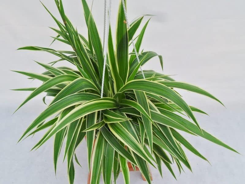 NDS Golden Pandanus Air Purifier Live Plant for Home,Office,Terrace,Balcony Indoor & Outdoor Plant with Plastic Pot