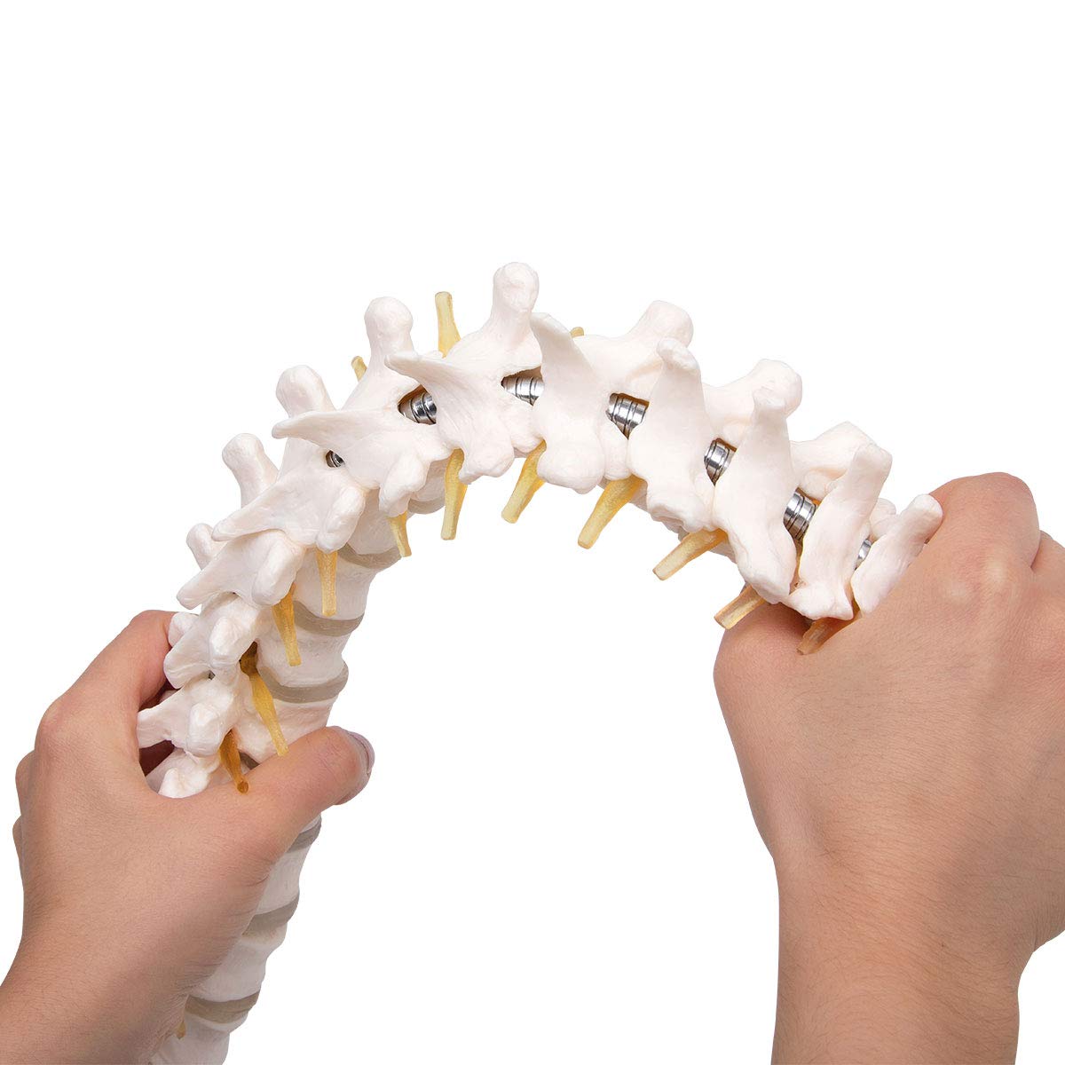 Anatomia Elementare Modello di Colonna Vertebrale – Modello Anatomico di Colonna Umana a Grandezza Naturale, Nervi Spinali, Arteria Cervicale, PVC Durevole