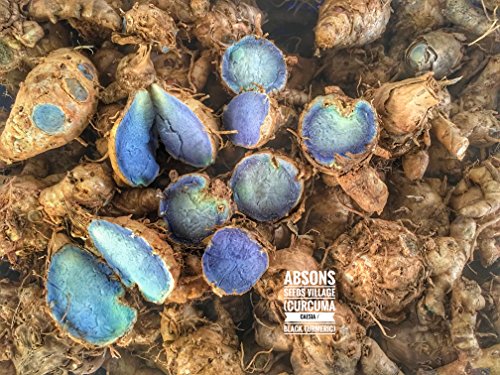 Image of Black Turmeric Seeds, 1Kg