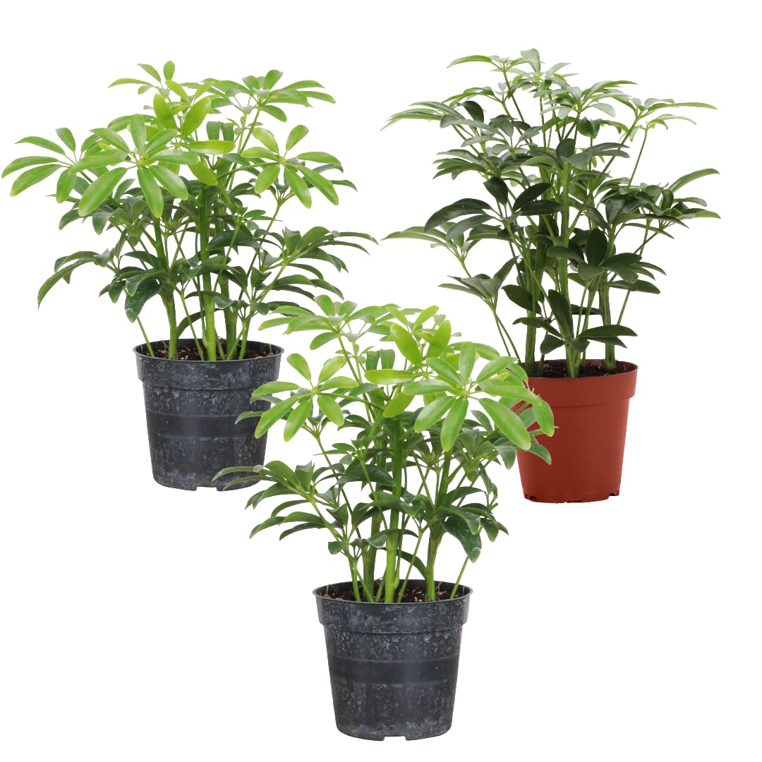 Thorsen's Greenhouse Arboricola 3-Pack
