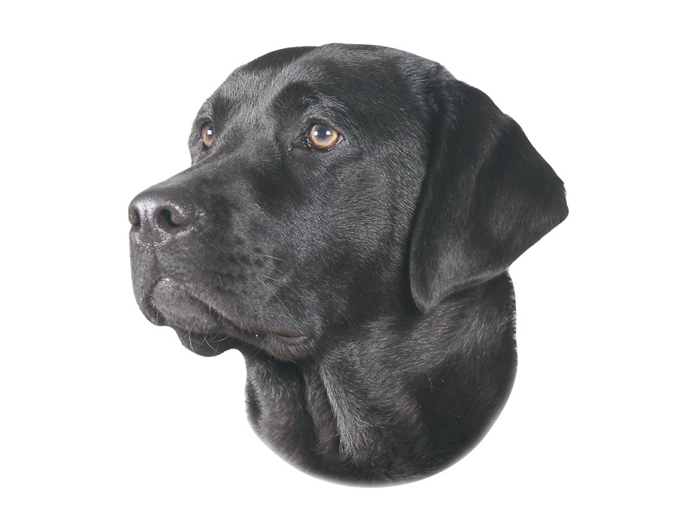 Nobby Sticker Labrador, Black