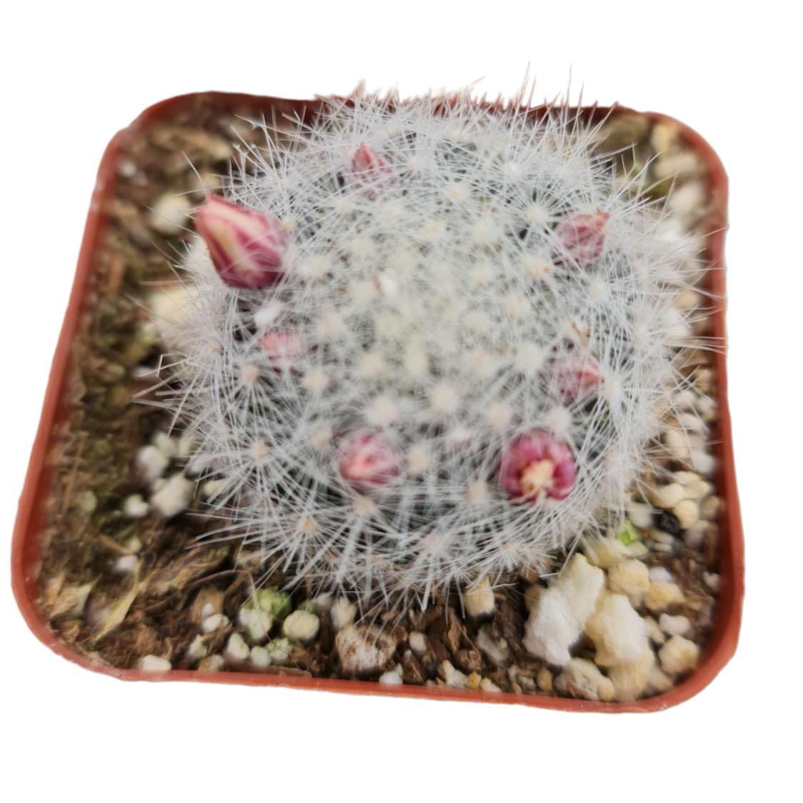 Amazon.com : Live Cactus Plants for Home Office Decor (2''Pot Mammillaria  Schwarzii) : Patio, Lawn & Garden