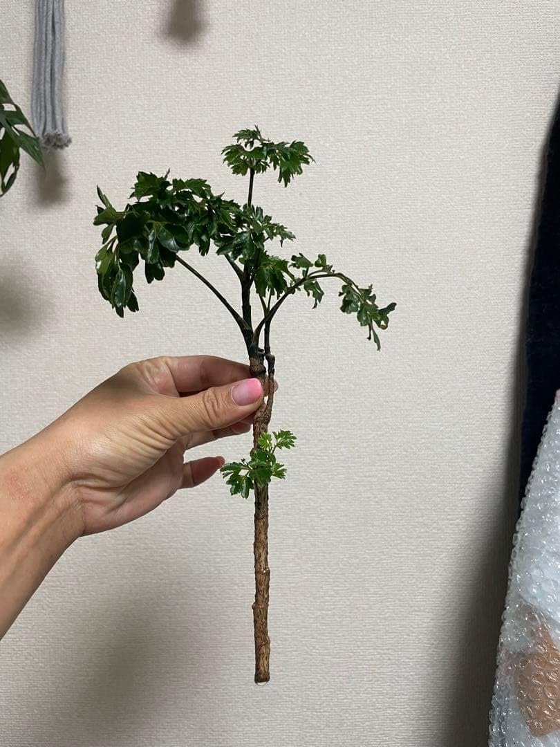 モミジ　足元太いです。 Amazon｜ポリシャス ⑥ タイワンモミジ 約27cm 挿し木 カット苗 観葉
