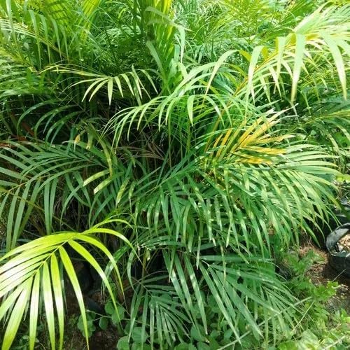 Areca Palm Air Purifier Natural Live Plant (pack of 1)_p_35