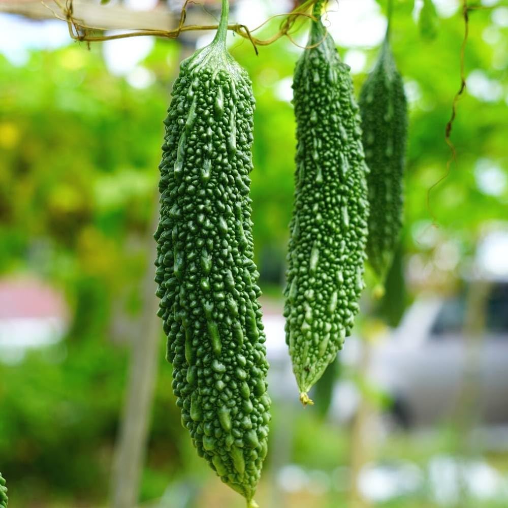 JIGNISHASEEDS Bittergourd Karela Vegetable Hybrid Seeds For Home Kitchen Gardening-Pack Of 15 Seeds (B0BGD25GQZ) Amazon Price History, Amazon Price Tracker