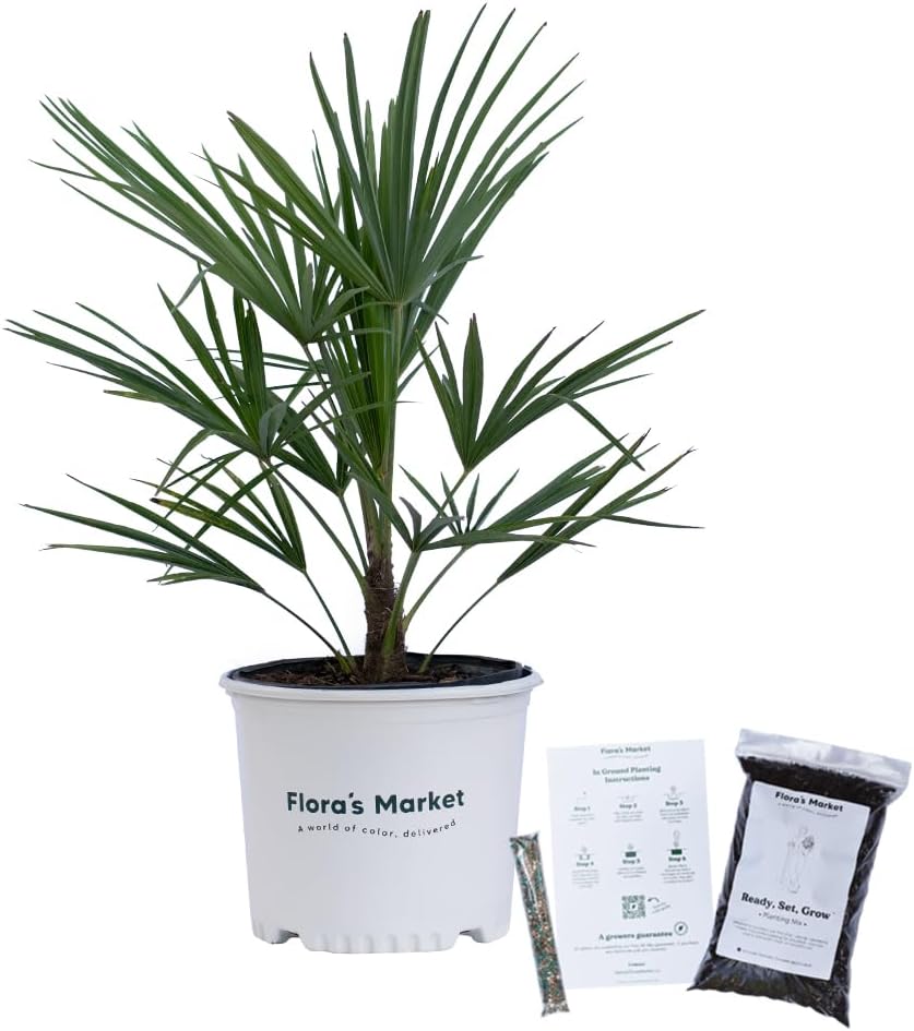 Windmill Palm Tree - 3 Gallon - Includes Planting Kit