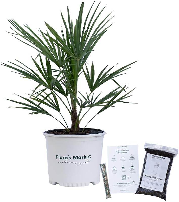 Windmill Palm Tree - 3 Gallon - Includes Planting Kit