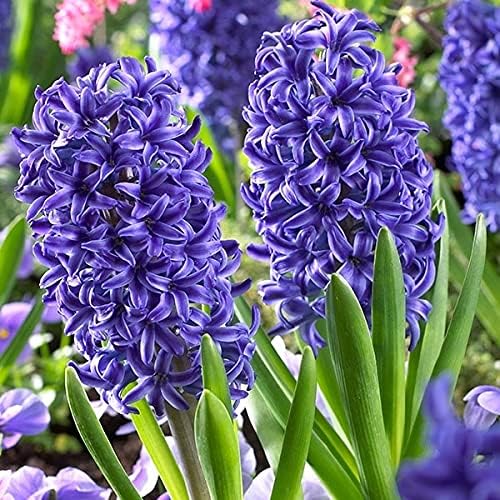 Amazon 国華園 秋植え球根 ヒヤシンス 紫花 ブルージャケット 3球 21年秋商品 球根