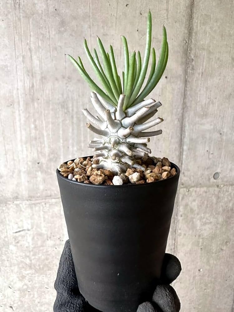 Amazon｜【現品限り】チレコドン・ワリチー【O85】 Tylecodon