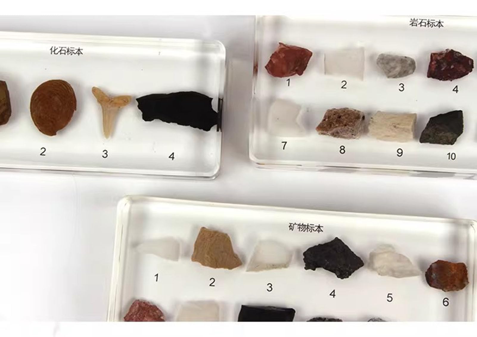 tyzqsm Specimens di Rocce e fossili minerali Montessori per insegnamento scientifico e culturale, Giocattolo educativo STEM,Rocks