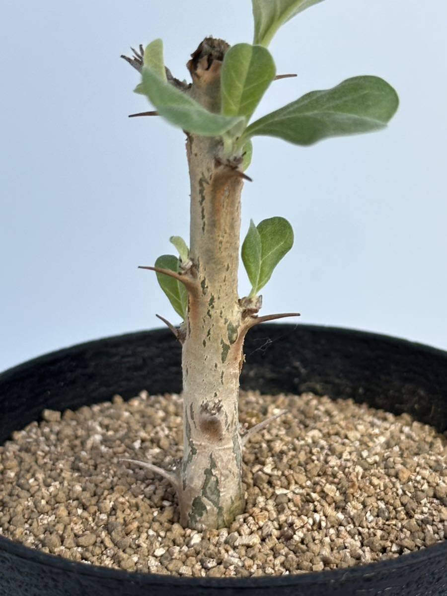 Amazon.co.jp: Sesamothamnus lugardii セサモタムナス ルガルディ