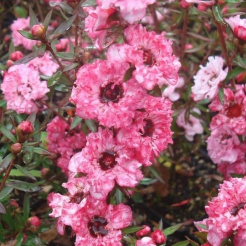 Pink Manuka Tea Plants, 4 to 6 Inch Tall Leptospermum Flowers Live Plants, Well Rooted, Without Pot for Planting Outdoor Garden