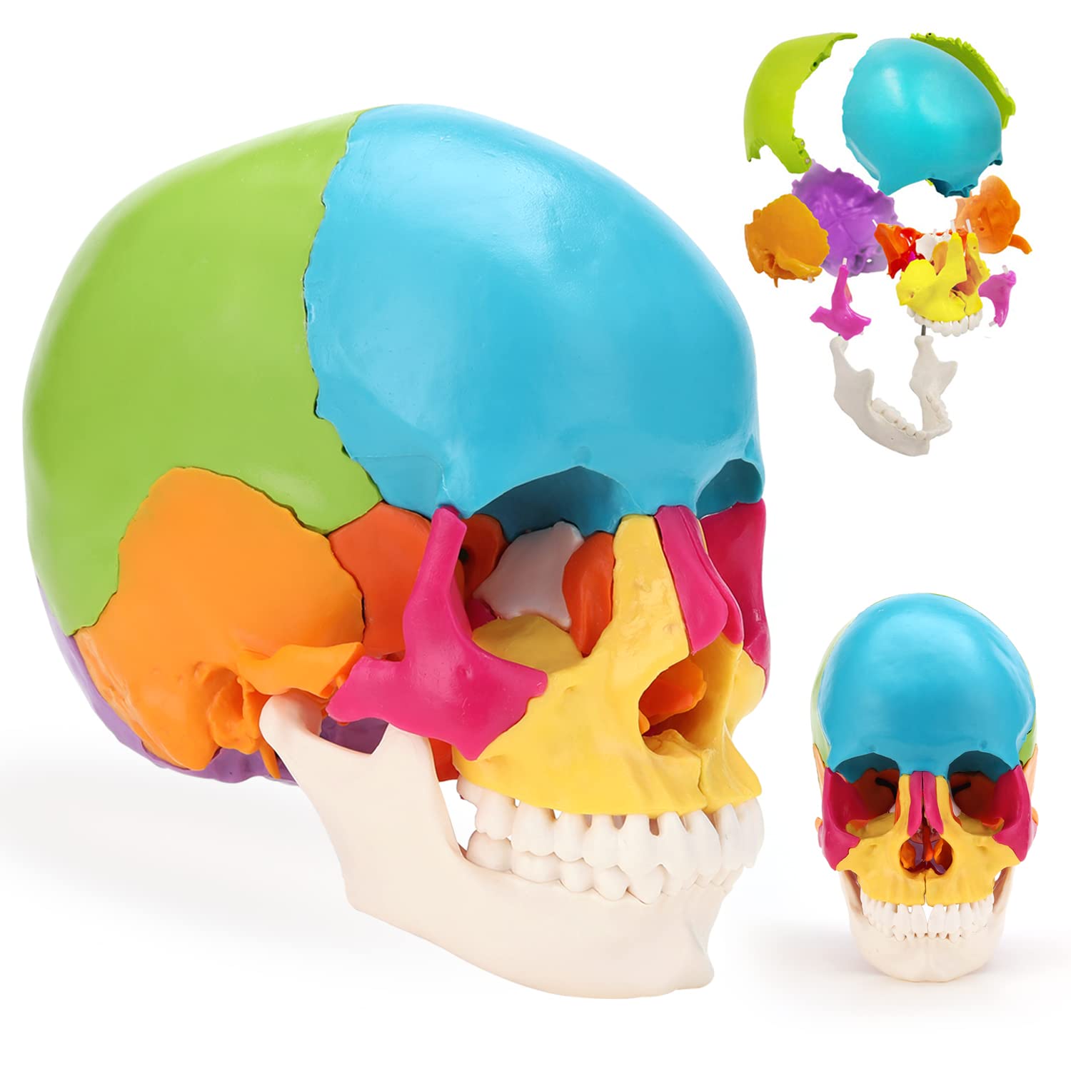 RONTEN 22 Parts Life Size Exploded Anatomical Skull Model for Medical Student Human Anatomy Teaching and Studying (Includes Colorful Skull Chart) 22 parts Skull