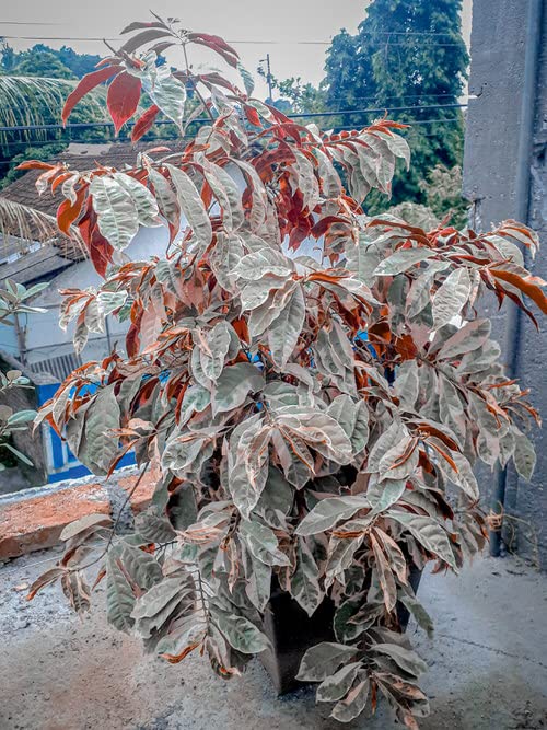 Golden Bloom Indoor Big Size chinese croton propagation Live Plant Laila majnu Excoecaria bicolor variegated Ganga jamuna Live Plant (B0BMVZB5DX) Amazon Price History, Amazon Price Tracker