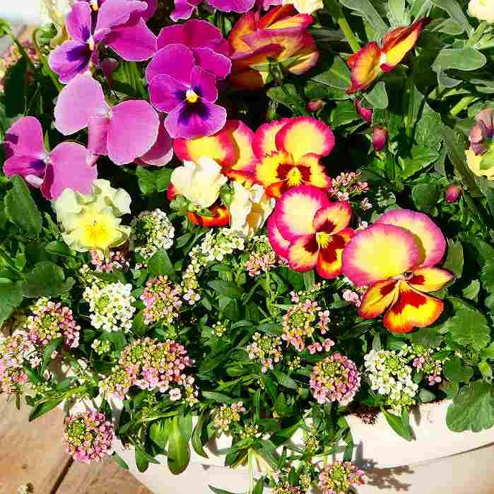 Amazon | 寄せ植え 冬の花 現品34 ストック パンジー ビオラ 春まで