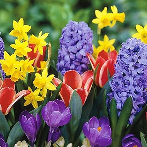 JULIA'S GARDEN-150 MIXED SPRING FLOWER BULBS- CROCUS,DWARF NARCISSI/DAFFODIL,DWARF TULIP-PERENNIAL Cover