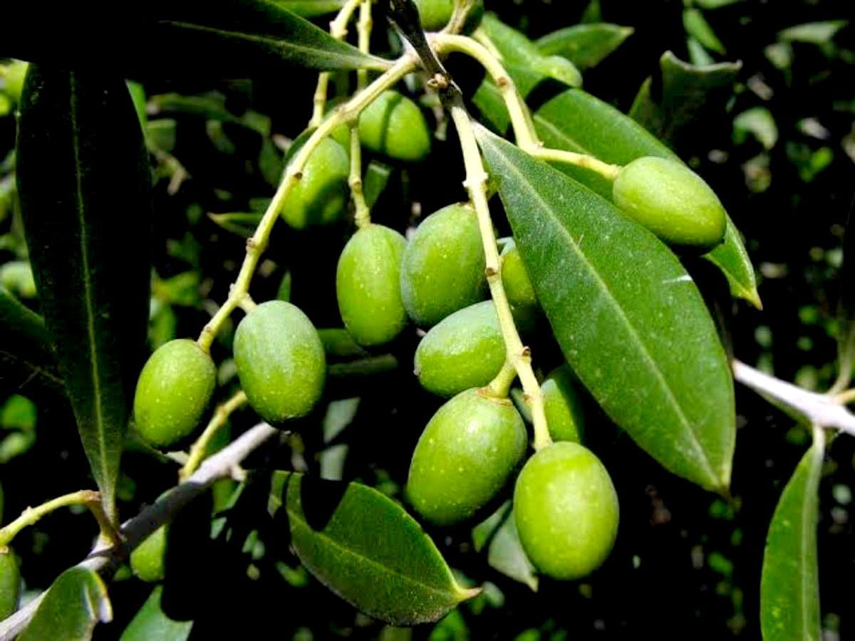 BISWAS PLANTS HOUSE` Jalpai Fruit/Wild olives(Elaeocarpus floribundus) Fruit Live Plant (pack of-1)