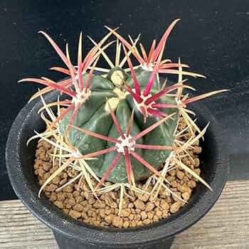 61fF1cfDPGL._AC_UF350,