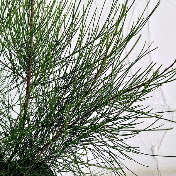 Amazon.co.jp: モクマオウ（タマモクマオウ・玉木麻黄）6号ポット