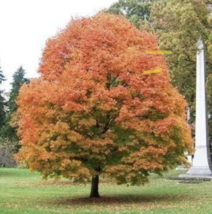 Sugar Maple Tree - 10-16' Tall Live Plant - Quart Pot - Fast-Growing Native Hardy Shade Tree - Acer Saccharum