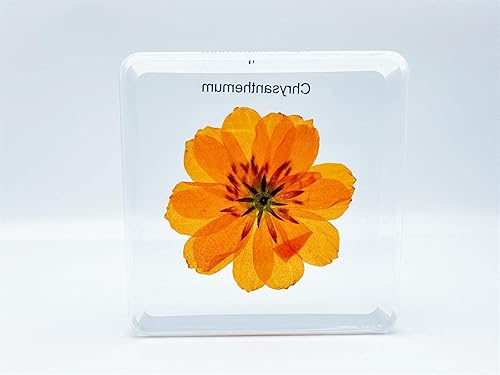 Miniatura 9 de Insectos de resina, especímenes de insectos (mariposa, libélula, grillo, crisantemo, araña), preservación de resina, ámbar de resina para educación