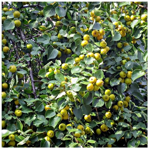 Wild Pear Tree 1-2ft in 1L Pot,Pyrus Communis Tree 40-60cm Strong Native Plant 3fatpigs®