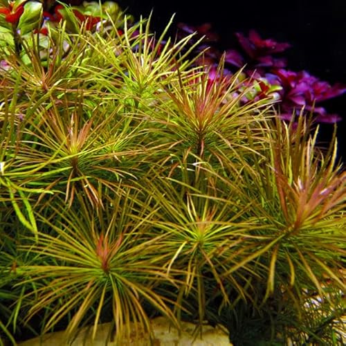 Preisvergleich Produktbild Sternrotala grob