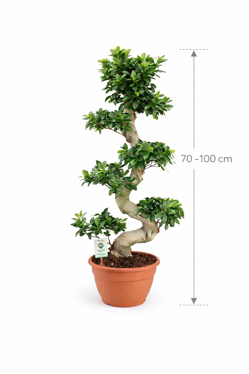 Bonsai Ficus Microcarpa Ginseng (S-Form)  70-100 cm  Pflegeleichte  Zimmerpflanze, ideal fr Anfnger, Wohn- und Broschmuck : Amazon.de: Garten