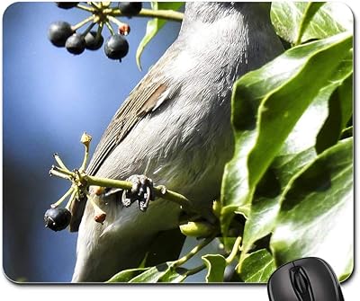 Mouse Pad - Blackcap Bird Songbird Garden Bird Nature Animal 1
