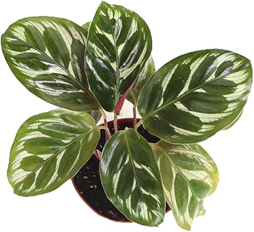 Miniatura 2 de Calathea Pavo Real Makoyana- 2'' de California Tropicals