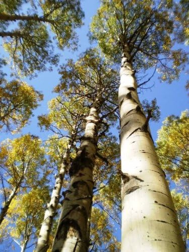 Miniatura 6 de 100 semillas de abedul blanco japonés Betula Platyphylla Japonica por Seedville