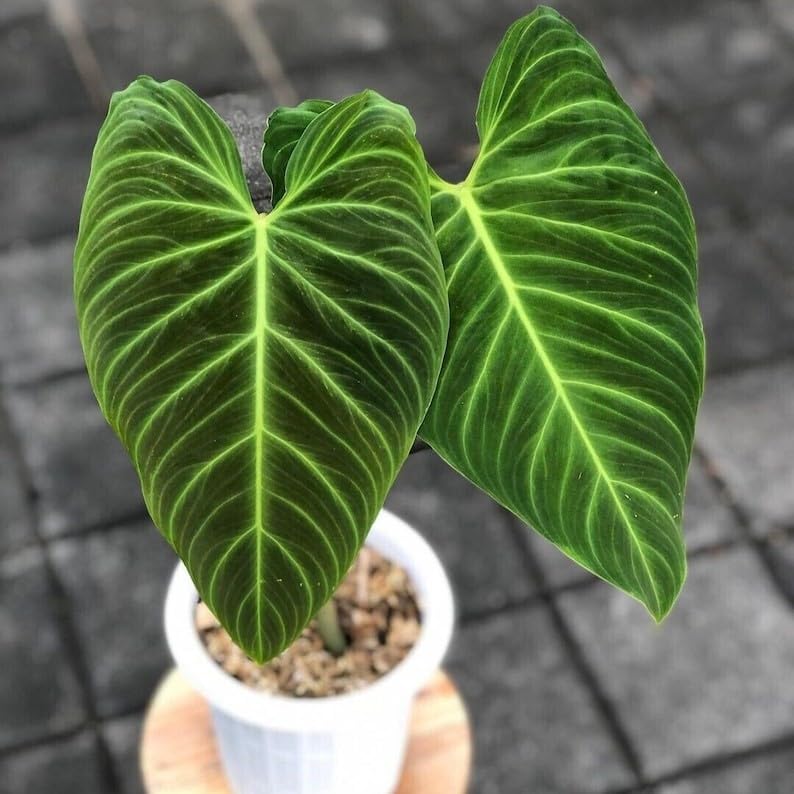 philodendron white Shop Variegated Philodendron White Princess Mature Plant main image 1