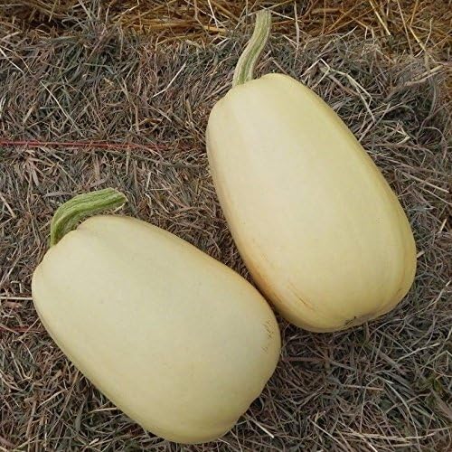 Semillas de calabaza Tivoli F1 - Calabaza espagueti - Las frutas son grandes y ovaladas (10 - Semillas)