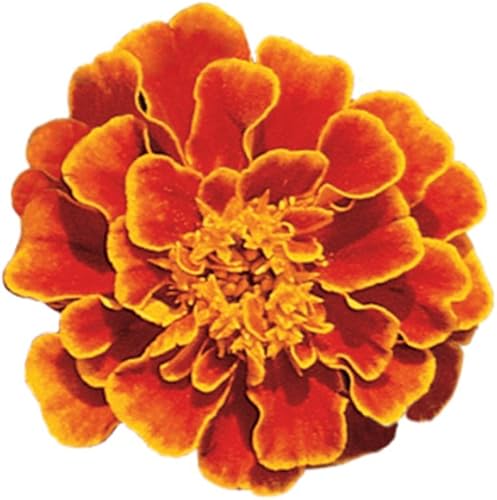 Burpee Semillas de caléndula Queen Sofia 100 semillas