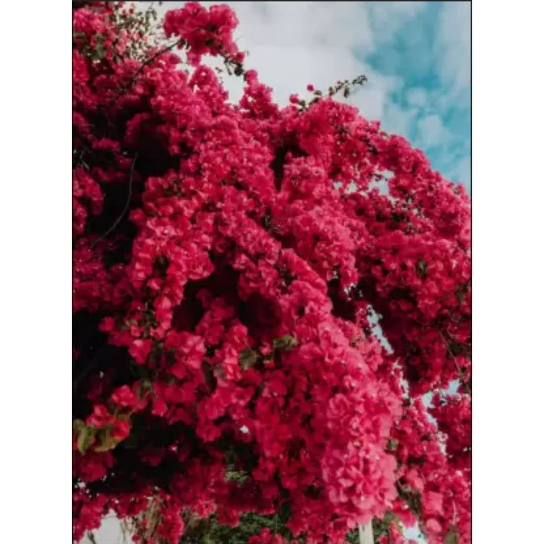 Rvees Rare Dwarf Bougainvillea Live Plant Red Color Flower (B0BBGRRYVT) Amazon Price History, Amazon Price Tracker
