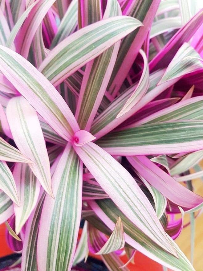 Greenursery Wandering Jew Indoor Plant For Home and Garden with Pot (Pack of 1) (Tradescantia pallida) (B0CRGZL1LW) Amazon Price History, Amazon Price Tracker