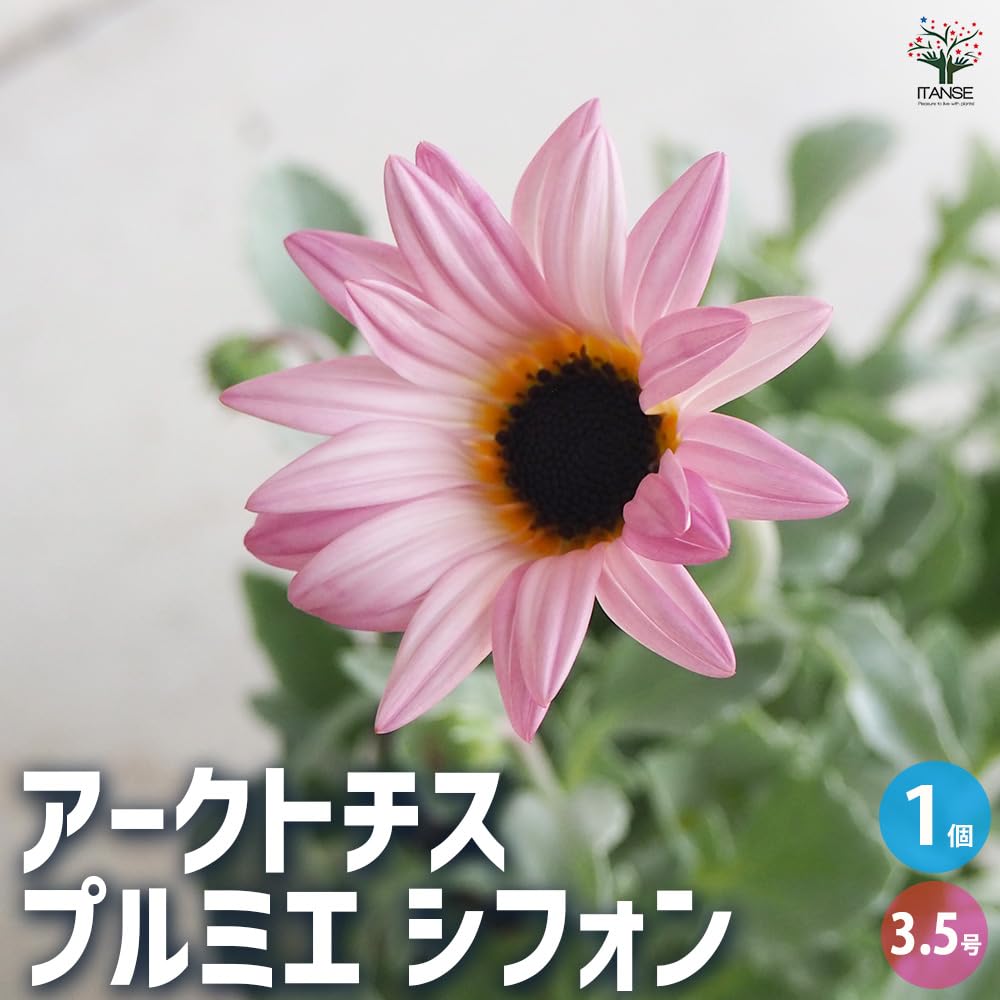 Amazon.co.jp: ITANSE アークトチス プルミエ シフォン 3.5号 1